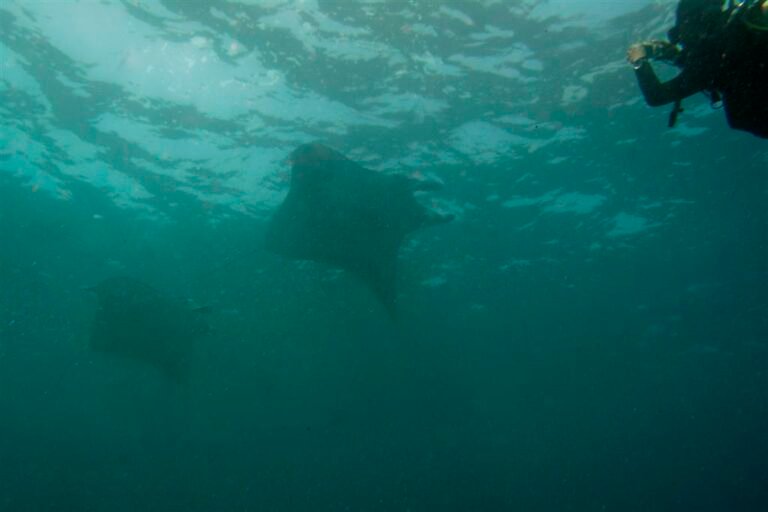 Manta Point, Bali