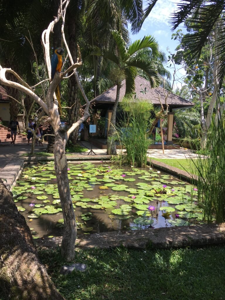 Bali Bird Park, Bali