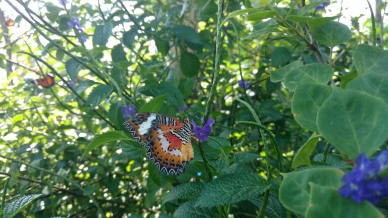 Kemenuh Butterfly Park, Bali