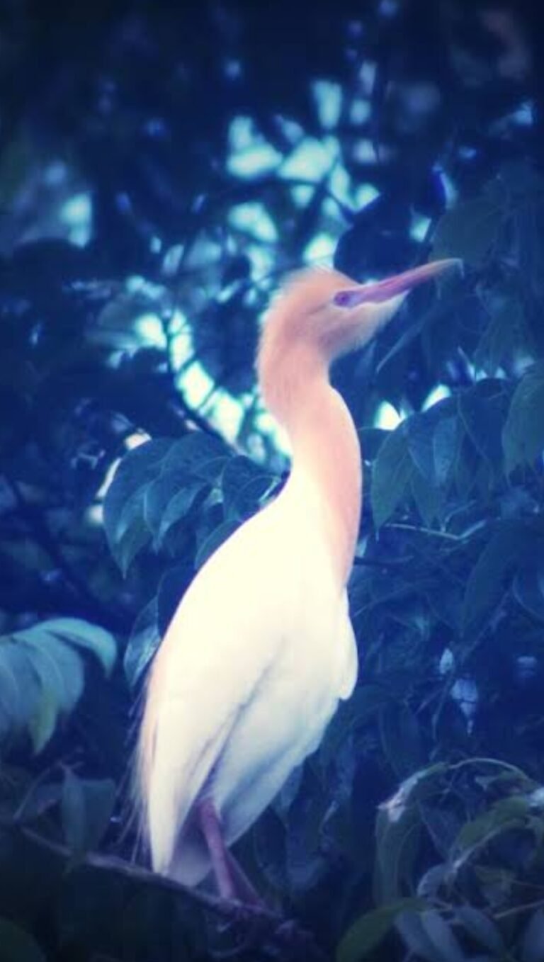 Kokokan bird photographed in Petulu Village, Bali