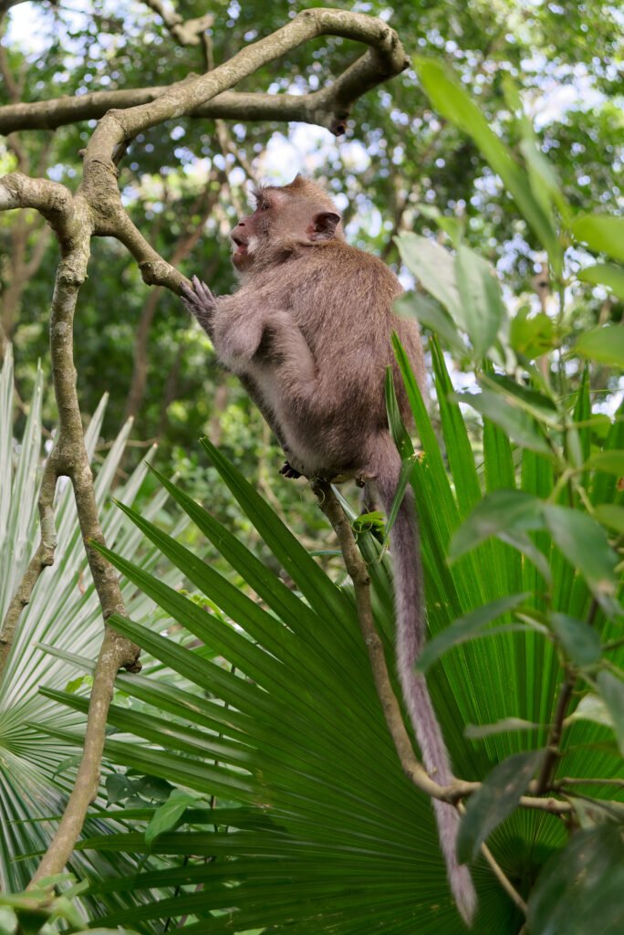 Sacred Monkey Forest Sanctuary Ubud, Bali