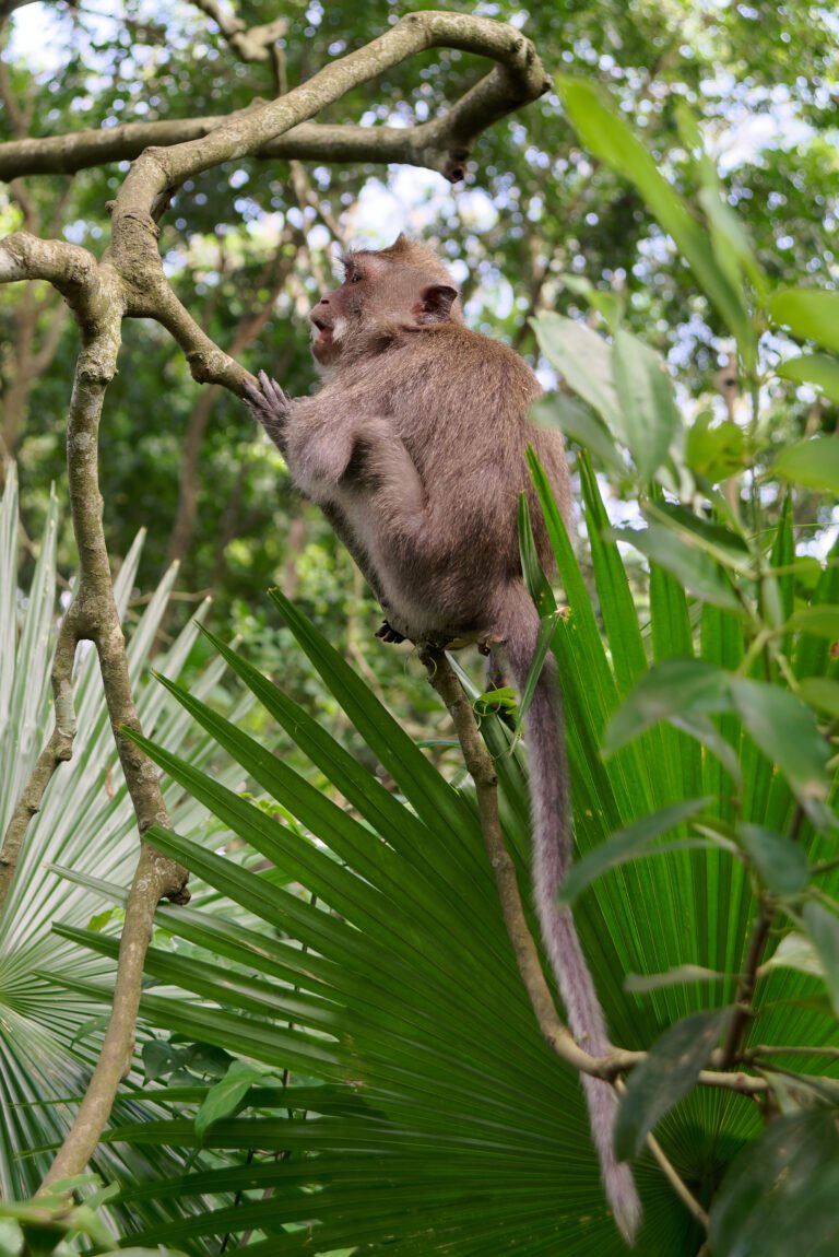 Sacred Monkey Forest Sanctuary Ubud, Bali