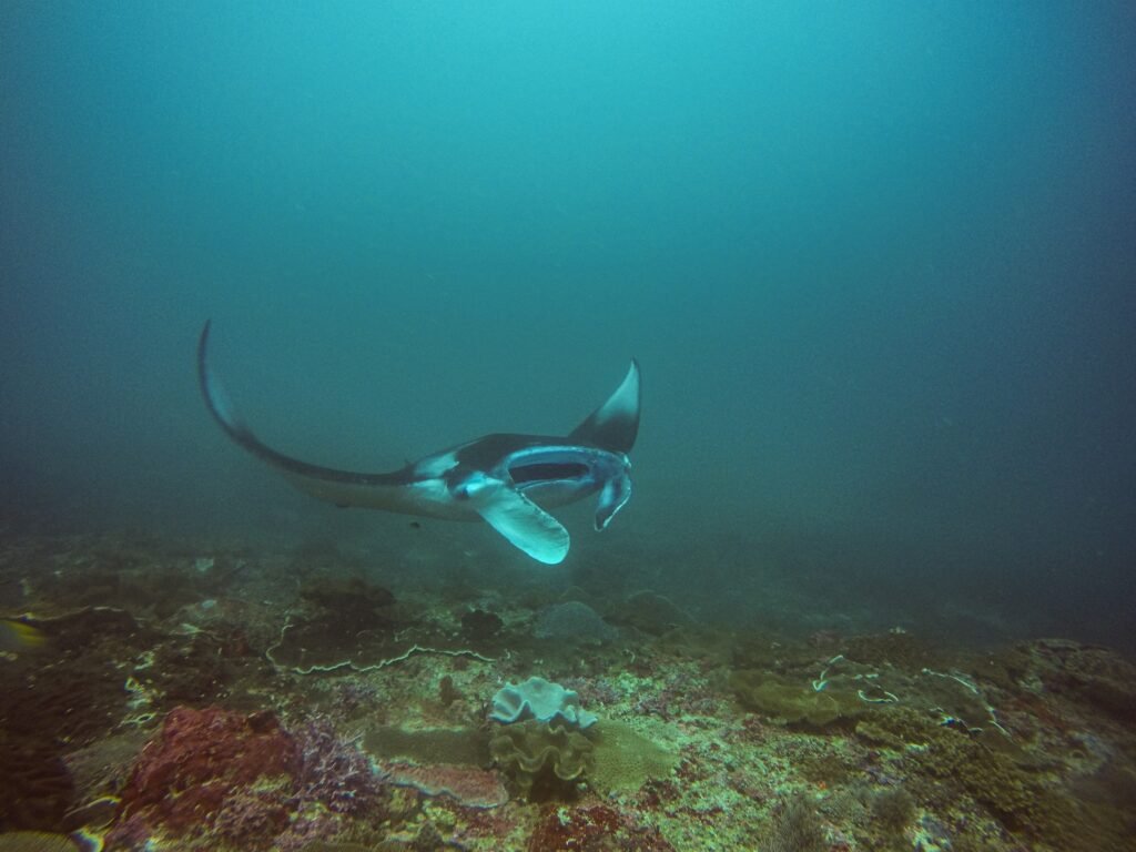 Manta Bay, Bali