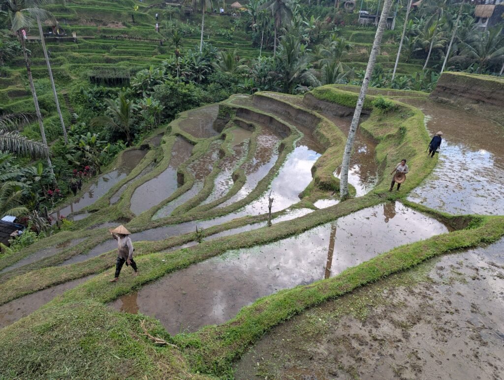 Ceking Tegallalang Rice Terrace, Bali