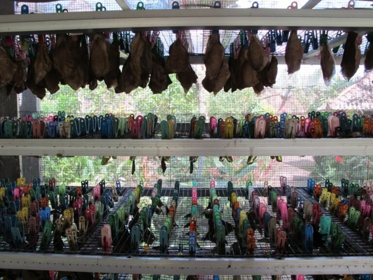 Butterfly pupae display at Bali Butterfly Park, photographed 26 May 2012