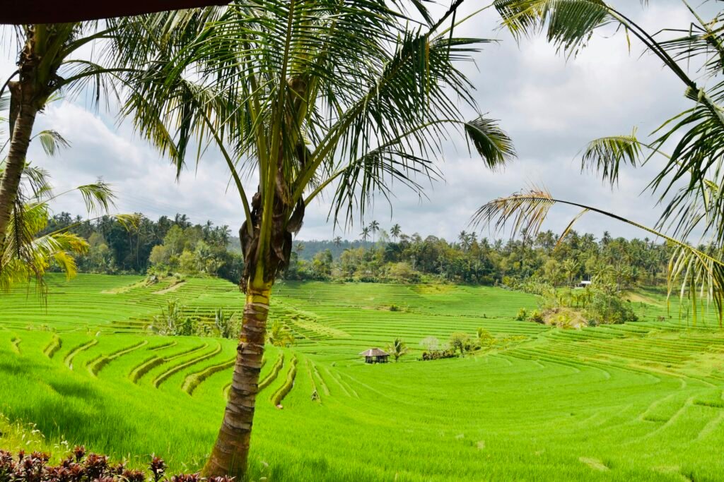 Rice fields at Belimbing, Tabanan, Bali