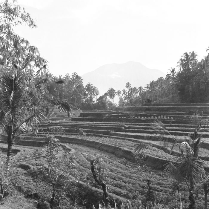 Archival photograph from 1955: rice terraces near Iseh with Mount Agung in the background