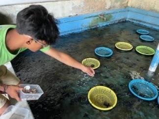 Turtle hatchling care at TCEC Serangan, Bali, 2023