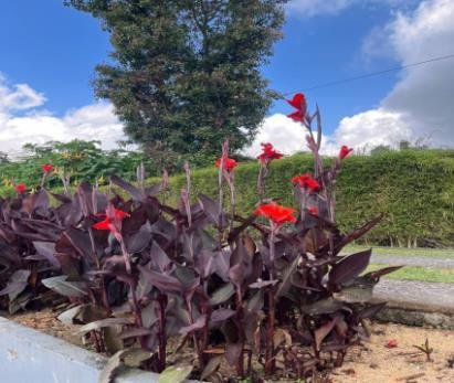 Red Canna flowers beside a garden path at The Blooms Garden / Bunga Canna merah di sisi jalan taman The Blooms Garden