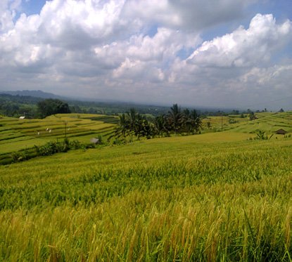 Rice terraces in Mengesta Village, Bali, photographed for a 2016 field study.