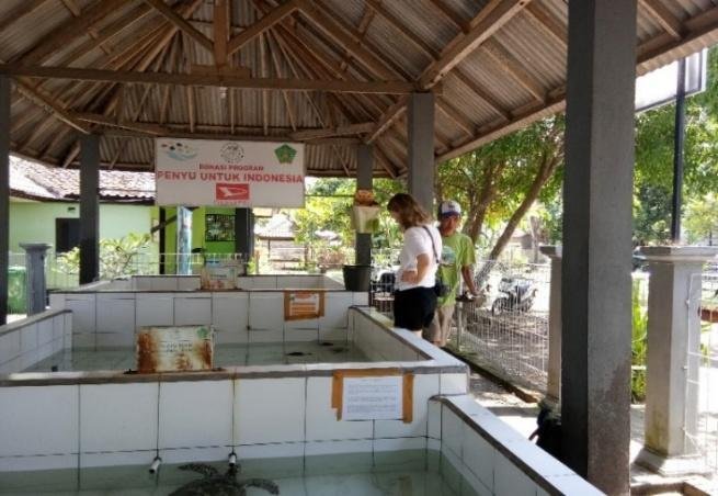 Visitors learning about turtle conservation beside the pools at Kurma Asih, Perancak, in 2025.
