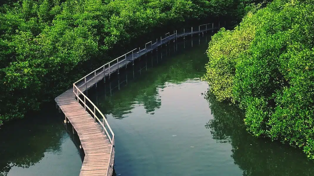 An elevated wooden walkway winding through a lush mangrove forest