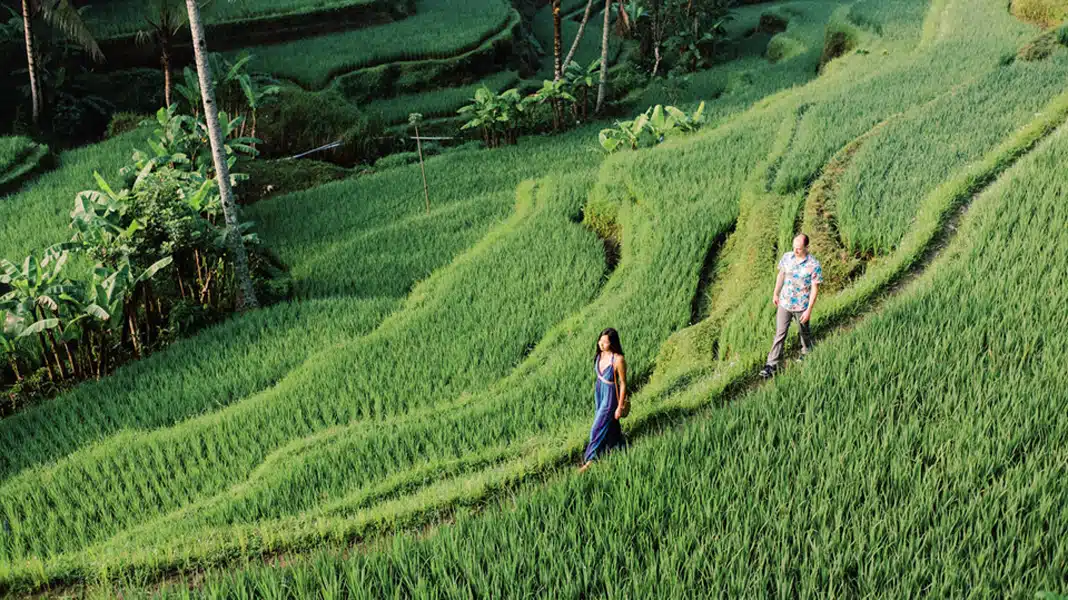 A sweeping view of Tegalalang Rice Terrace, with neatly carved rice paddies cascading down the hillside.