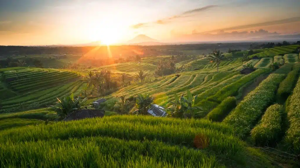 Sunlight bathing the Jatiluwih UNESCO Rice Terraces in a golden glow.